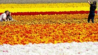 Ladang Tulip Belanda. Pengunjung berduyun-duyun ke Belanda setiap musim semi untuk mengarungi ladang tulip. Dari pertengahan Maret sampai akhir Mei, petak-petak bunga yang berwarna-warni mendatanginya. Pertengahan April dianggap puncak musim berbunga (Dok. CNN Travel)