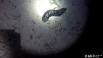 Foto: Ini Dia Penghuni Laut Saat Malam