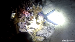 Foto: Ini Dia Penghuni Laut Saat Malam