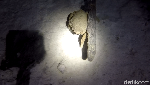 Foto: Ini Dia Penghuni Laut Saat Malam