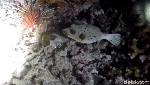 Foto: Ini Dia Penghuni Laut Saat Malam