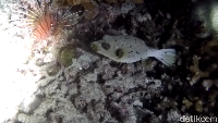 Kalau biasanya diving dilakukan saat siang, saatnya kamu mencoba night dive atau diving saat malam di Pulau Rubiah Sabang. Ada perbedaan yang mencolok saat menyelam di malam hari yaitu gelap (Bonauli/detikTravel)