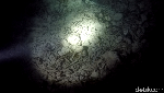 Foto: Ini Dia Penghuni Laut Saat Malam