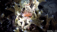 Kamu akan dibuat terpesona dengan gerakan lemah gemulai dari ikan lionfish (Bonauli/detikTravel)