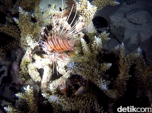 Foto: Ini Dia Penghuni Laut Saat Malam