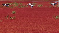 Red Beach. Di delta Sungai Liaohe di luar Panjin, Provinsi Liaoning, China terdapat Red Beach. Warna itu dihasilkan dari rumput laut yang tumbuh subur di tanah alkalinya. Tanaman itu berubah menjadi merah menyala pada musim gugur (Dok. CNN Travel)