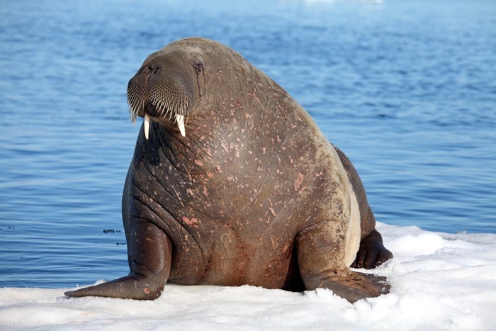Walrus cow with cub on ice floe