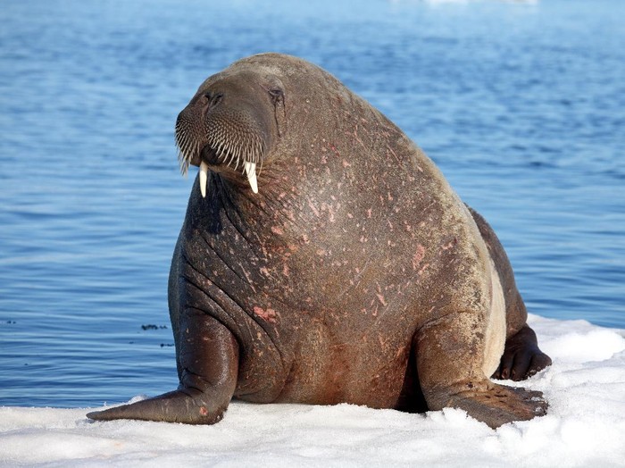 Gara gara Makan Daging Walrus  10 Orang Terinfeksi Cacing 