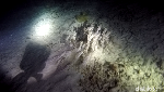 Foto: Ini Dia Penghuni Laut Saat Malam