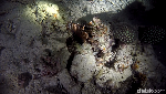 Foto: Ini Dia Penghuni Laut Saat Malam