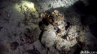 Bagi kamu pecinta lionfish, diving malam hari adalah saat yang tepat. Karena hewan ini termasuk nocturnal dan cukup ramah untuk difoto (Bonauli/detikTravel)
