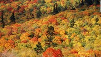 Pohon-pohon yang gugur di Amerika Serikat bagian Timur Laut menciptakan permadani alami. Warna-warni pepohanan dapat traveler temukan di saat musim gugur (Dok. CNN Travel)