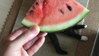 Tidak hanya manusia, kucing lucu berwarna hitam ini juga didandani dengan rok semangka. Sang pemilik memotret kucing yang sedang tidur dengan dress watermelon yang menurut imajinasinya bentuknya seperti rok. (foto: instagram o_okame_e)