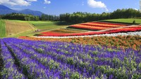 Petak Warna Hokkaido. Bunga-bunga yang bermekaran membawa petak berwarna di Hokkaido. Kejadian ini ada di empat pulau utama Jepang pada musim panas. Ada bunga lavender dan tulip yang menghiasi dan dibudidayakan di perbukitan dari musim semi hingga musim gugur (Dok. CNN Travel)