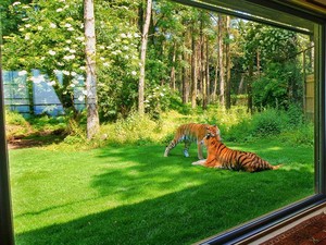 Tidur di Kamar Hotel Ini, di Luarnya Ada Harimau!