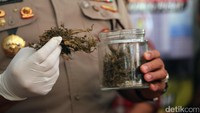 Saat digeledah polisi menemukan sejumlah barang bukti seperti ganja kering seberat 39,1 gram. Hanif Hawari/detikHOT