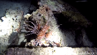 Kumpulan bulu babi terkihat di samping lionfish. Jangan di sentuh ya, bulu babi memiliki racun yang akan membuat kamu meriang (Bonauli/detikTravel)