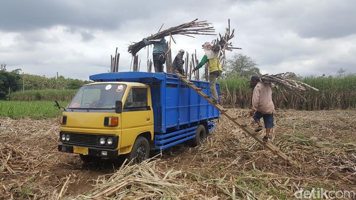 Petani tebu di Malang Petani tebu di Malang