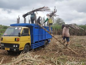 Petani Tebu Mengeluh Rencana Pemberlakuan Pajak 10 Persen