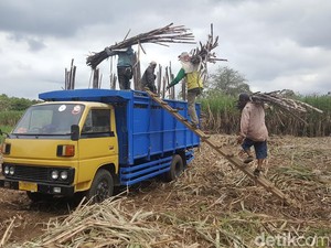 Eceran Tertinggi Gula Rp 12.500/Kg, Petani: Ideal Rp 15.000/Kg