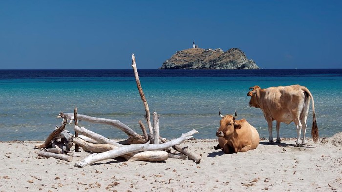 Sapi liar di Pulau Korsika Sapi liar di Pulau Korsika