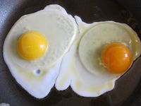 Apa Benar Warna  Kuning  Telur Menunjukkan Kandungan Nutrisinya 
