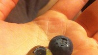 Kulit blueberry berwarna ungu gelap tapi daging buahnya berwarna kecokelatan. Mirip anggur saat sudah dikupas.