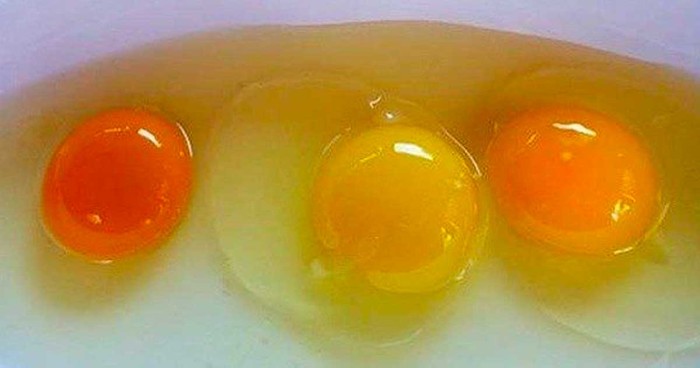 warna kuning telur berbeda-beda