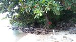 Foto: Sunrise Teduh dan Menenangkan di Karimunjawa
