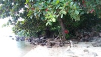 Foto: Begitu hari terang, kamu akan melihat pantai cantik dengan pasir putih yag lebut dan air yang tenang. Semakin jatuh cinta dengan Karimunjawa (Bonauli/detikTravel)