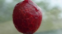 Lain lagi dengan cherry yang kulit buahnya basah dan nampak berserat saat tanpa kulit. 