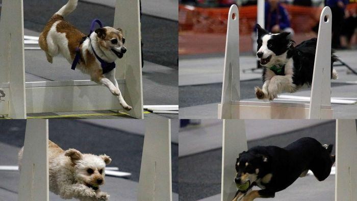 Ribuan Ekor Anjing Ikut Kejuaraan Di Australia