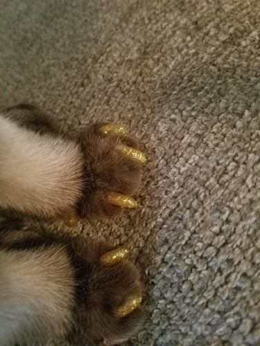 Tren Terkini di Instagram, Kucing Pakai Nail Art Kembaran dengan Majikan