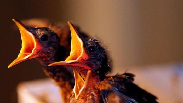 Blackbirds wait for a food at a hospital for wild birds in Hortobagy National Park, Hungary June 27, 2017. Picture taken June 27, 2017. REUTERS/Laszlo Balogh ?