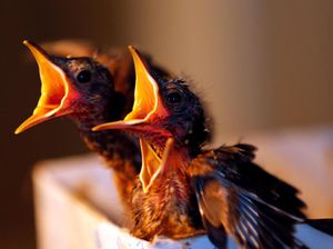 Kapan Bayi Burung Belajar Berkicau? Begini Faktanya