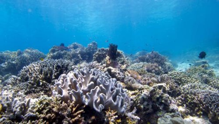 Diving Pemula di Menjangan, Bali