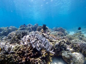 Wisata Selam Nyaris Berhenti Total, Pekerja Dirumahkan Bertambah