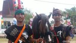 Foto: Ini Kuda Sandalwood untuk Jokowi, dari Sumba ke KPK