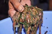 Nyale, cacing laut yang bisa diracik jadi sambal.