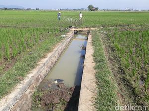 Hama Tikus Ancam Petani Padi di Bojongsoang Bandung