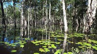 Walau belum populer, sungai ini menawarkan panorama rawa indah dengan teratai sebagai latar belakangnya. Suasananya begitu eksotis (Afif/detikcom)
