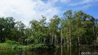 Setuju nggak, kalau Sungai Kaliwanggo disebut Amazon-nya Indonesia? (Afif/detikTravel)
