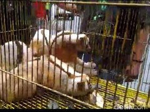 Penjualan hewan dilindungi via online dibongkar/