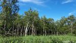 Foto: Inikah Sungai Amazon Ala Papua?