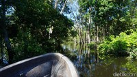 Ada juga Sungai Kaliwanggo di wilayah Erambu, Merauke, Papua. Sungai yang sungguh panjang dan lebar ini mengalir sampai wilayah Papua Nugini. Suasananya seperti Amazon! (Afif/detikcom)