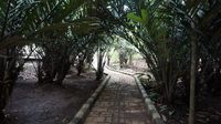 Bukan di Sleman, Kebun Salak yang Lebat ini Ada di Kota Jakarta