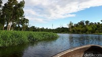 Panorama sungainya sungguh indah. Permukaan airnya tenang, kanan kiri hutan belantara dan tanpa secuil sampah (Afif/detikTravel)