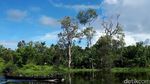 Foto: Inikah Sungai Amazon Ala Papua?