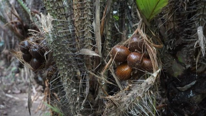 Kebun Salak di Condet/Foto Wildansyah Kebun Salak di Condet/Foto Wildansyah