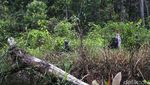 Foto: Patroli Tentara Perbatasan di Pedalaman Papua